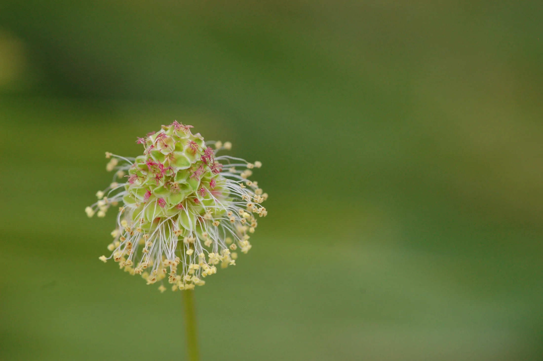 Flowers 10